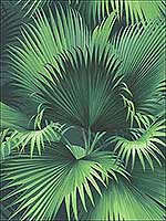 Endless Summer Dark Green Palm Wallpaper PS40104 by Kenneth James Wallpaper for sale at Wallpapers To Go