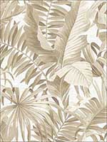 Alfresco Taupe Palm Leaf Wallpaper 274424135 by A Street Prints Wallpaper for sale at Wallpapers To Go