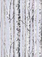 Birch Wallpaper WMAFJ020114 by Mayflower Wallpaper for sale at Wallpapers To Go