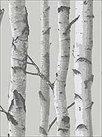 Mountain Birch Grey Peel and Stick Wallpaper  NU1694 by Brewster Wallpaper for sale at Wallpapers To Go