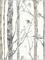 Birch Trees Peel and Stick Wallpaper RMK9047WP by York Wallpaper for sale at Wallpapers To Go