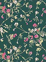Sweet Pea Cerise Magen Vrdn Wallpaper 11511033 by Cole and Son Wallpaper for sale at Wallpapers To Go