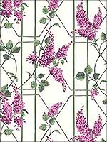 Wisteria Magenta Green Wh Wallpaper 1155013 by Cole and Son Wallpaper for sale at Wallpapers To Go