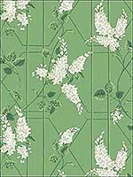 Wisteria Sage Leaf Green Wallpaper 1155016 by Cole and Son Wallpaper for sale at Wallpapers To Go