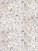 Terrazzo Multi Colored Wallpaper RMK11277WP by York Wallpaper for sale at Wallpapers To Go