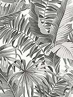 Alfresco Grey Tropical Palm Wallpaper 296924134 by A Street Prints Wallpaper for sale at Wallpapers To Go