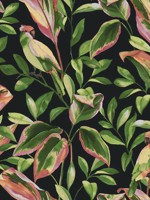 Tropical Love Birds Black Wallpaper TC2651 by York Wallpaper for sale at Wallpapers To Go