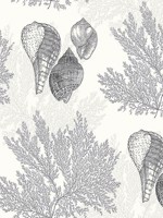 Nauset Black Seashell Shores Wallpaper 292781200 by A Street Prints Wallpaper for sale at Wallpapers To Go
