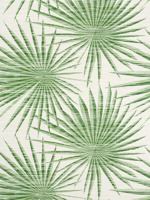 Palm Frond Green and White Wallpaper T10142 by Thibaut Wallpaper for sale at Wallpapers To Go