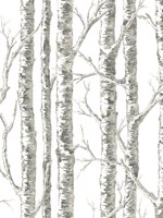 Paper Birch White Gray Wallpaper BW3901 by York Wallpaper for sale at Wallpapers To Go