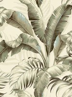 Palmiers Silver Birch Peel and Stick Wallpaper WTG-242811 by Tommy Bahama Wallpaper for sale at Wallpapers To Go