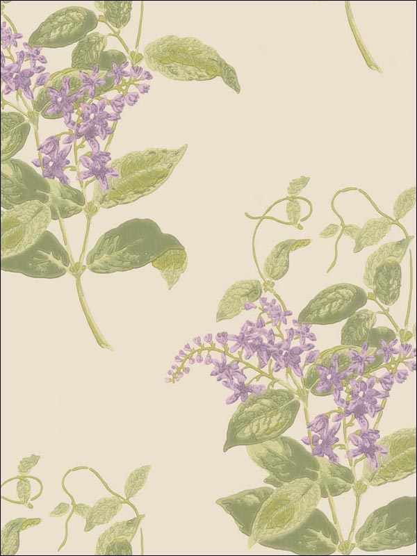 Madras Violet Olive and Lavender Wallpaper 10012056 by Cole and Son Wallpaper for sale at Wallpapers To Go