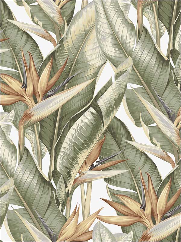 Arcadia Light Green Banana Leaf Wallpaper PS40204 by Kenneth James Wallpaper for sale at Wallpapers To Go