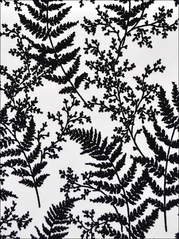 Forest Fern Black Wallpaper ME1583 by York Wallpaper for sale at Wallpapers To Go