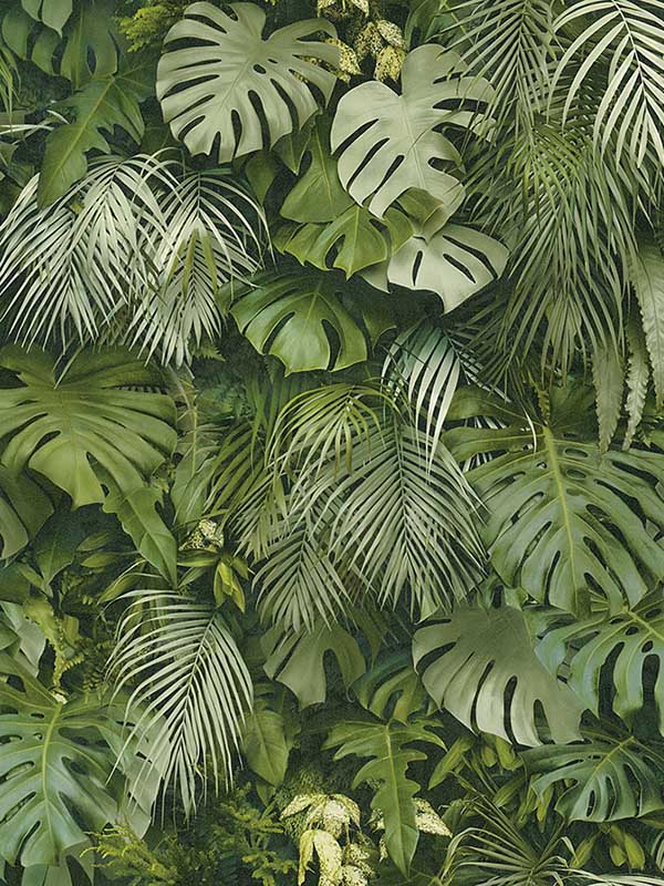 Luana Green Tropical Forest Wallpaper 2979372802 by Advantage Wallpaper for sale at Wallpapers To Go