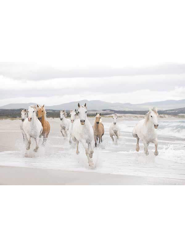 White Horses 8 Panel Mural 8986 by Brewster Wallpaper for sale at Wallpapers To Go