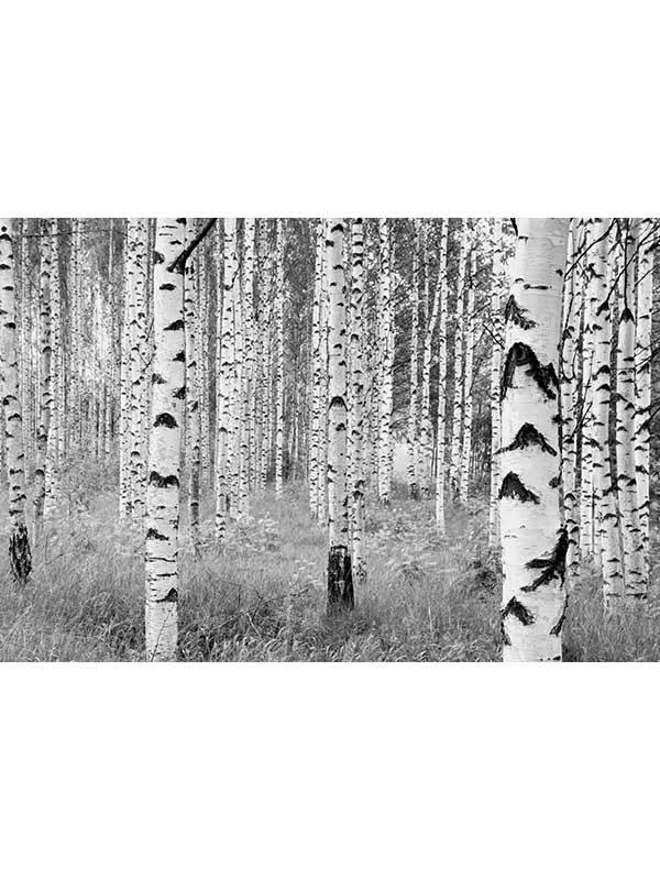 Birch Forest 4 Panel Mural XXL4023 by Brewster Wallpaper for sale at Wallpapers To Go